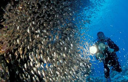 Aqaba Plongée sous-marine